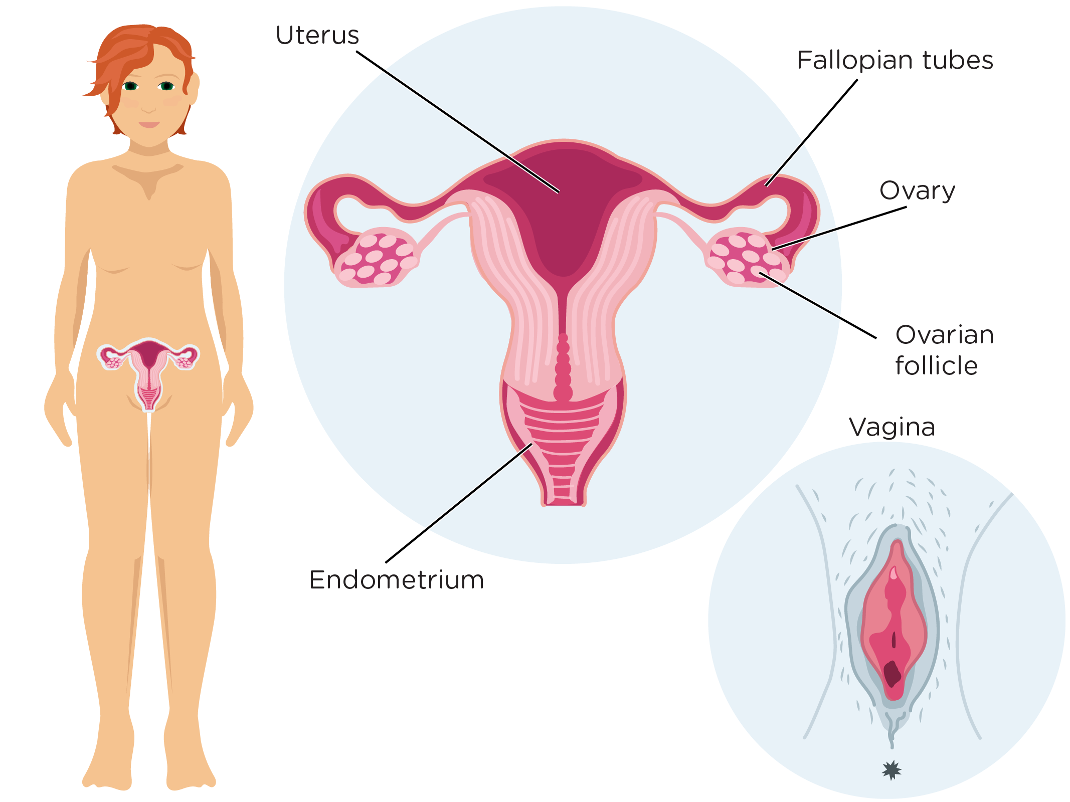 A young person with an with an uterus overlay on the pelvis area. Also an illustration of a uterus with it's different parts, fallopian tubes, ovary, ovarian follicle, endometrium. There is also an illustration of a vagina
